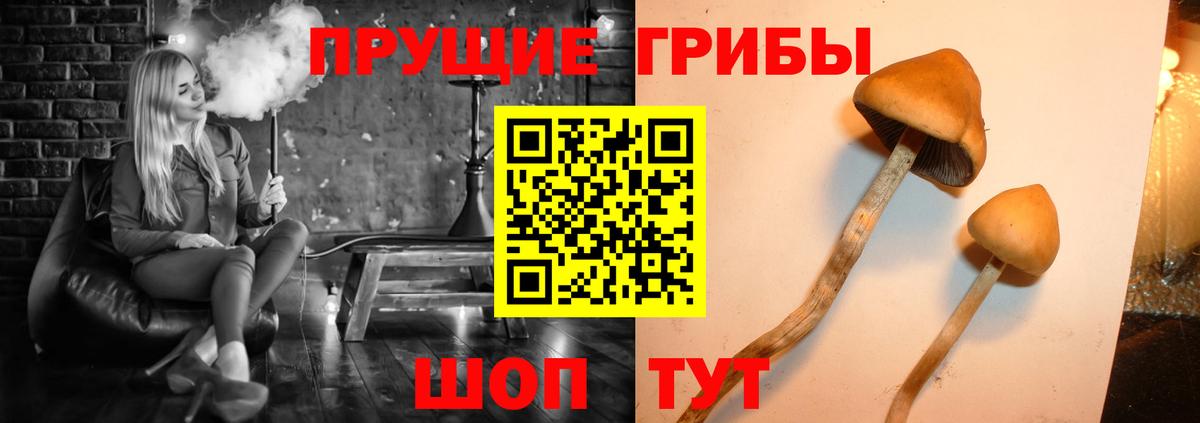 Дзержинск  Галлюциногенные грибы Psilocybe  Вход с VPN 